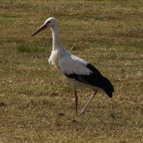 SToRK