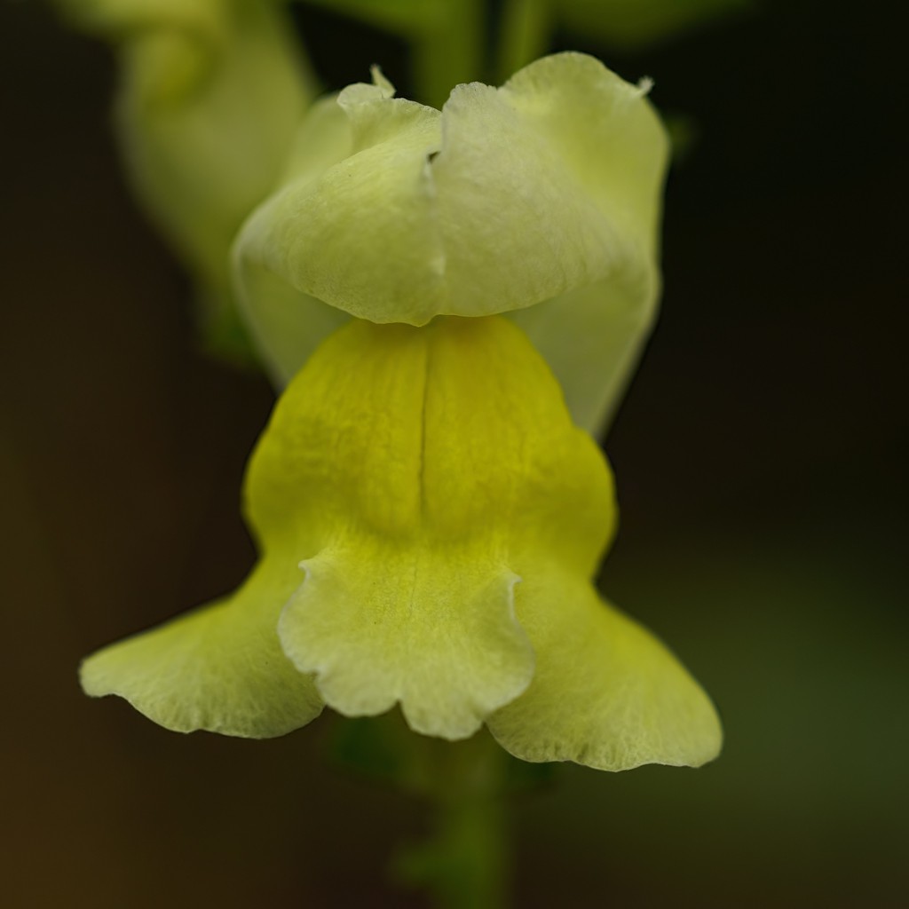 THe LaRGe SNaPDRaGoN 