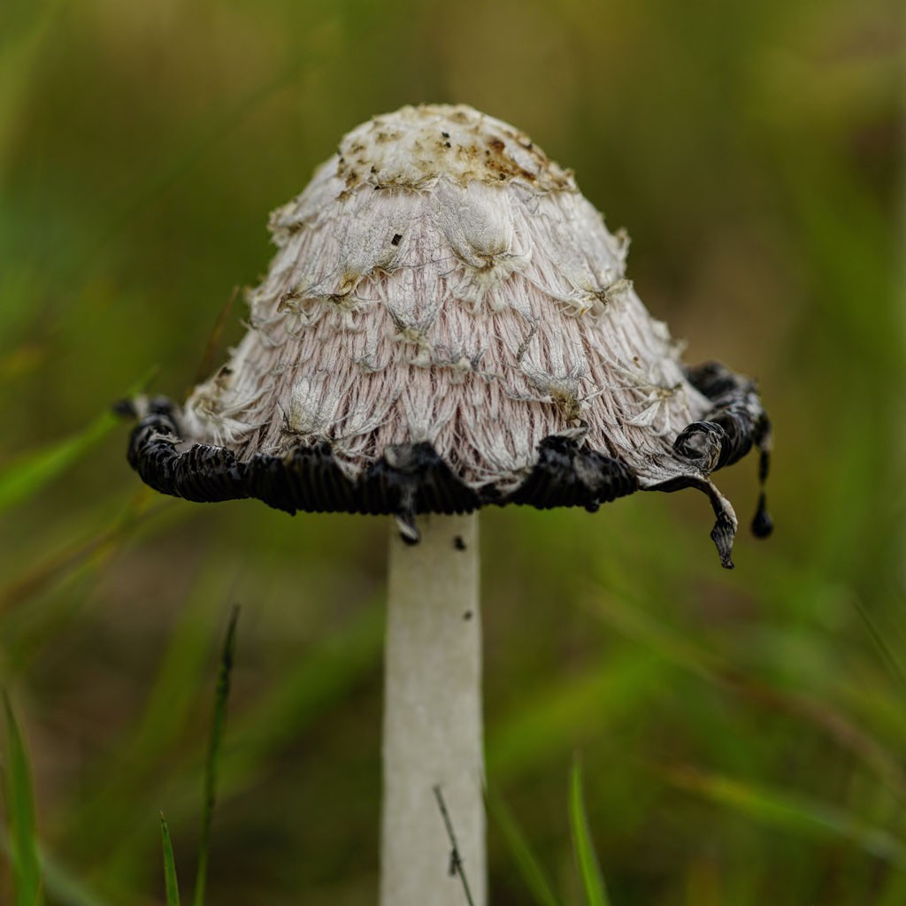 iNK MuSHRooM