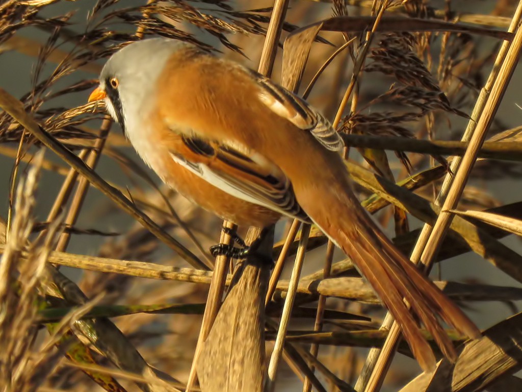 BeaRDeD TiT