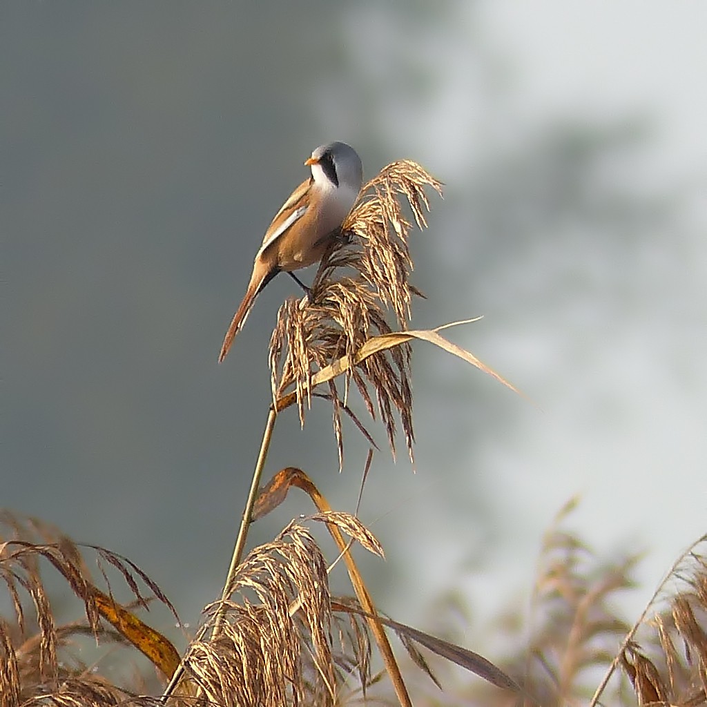 BeaRDeD TiT