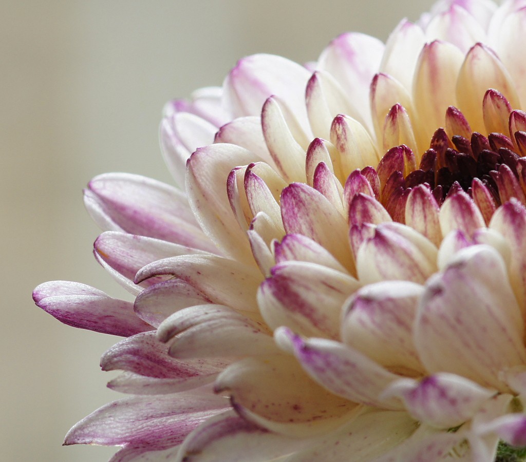 CHRySaNTHeMuM