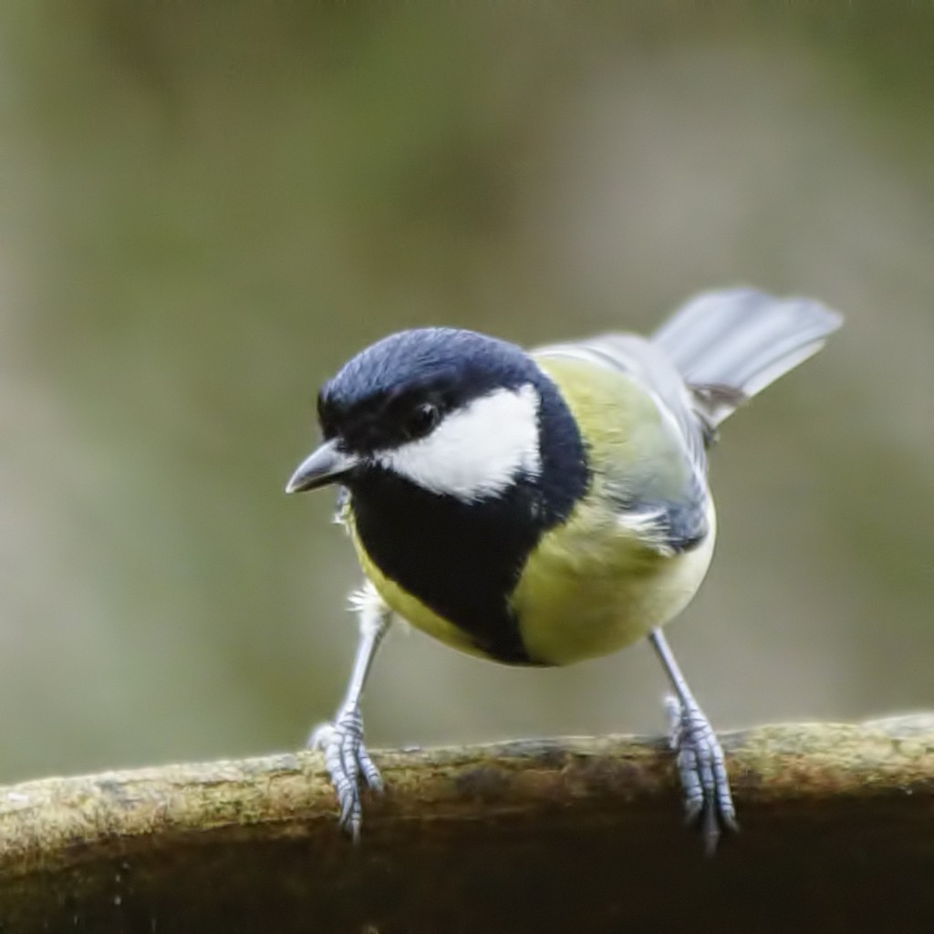 GReaT TiT