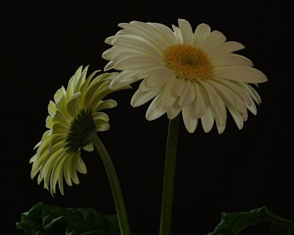 GeRBeRa