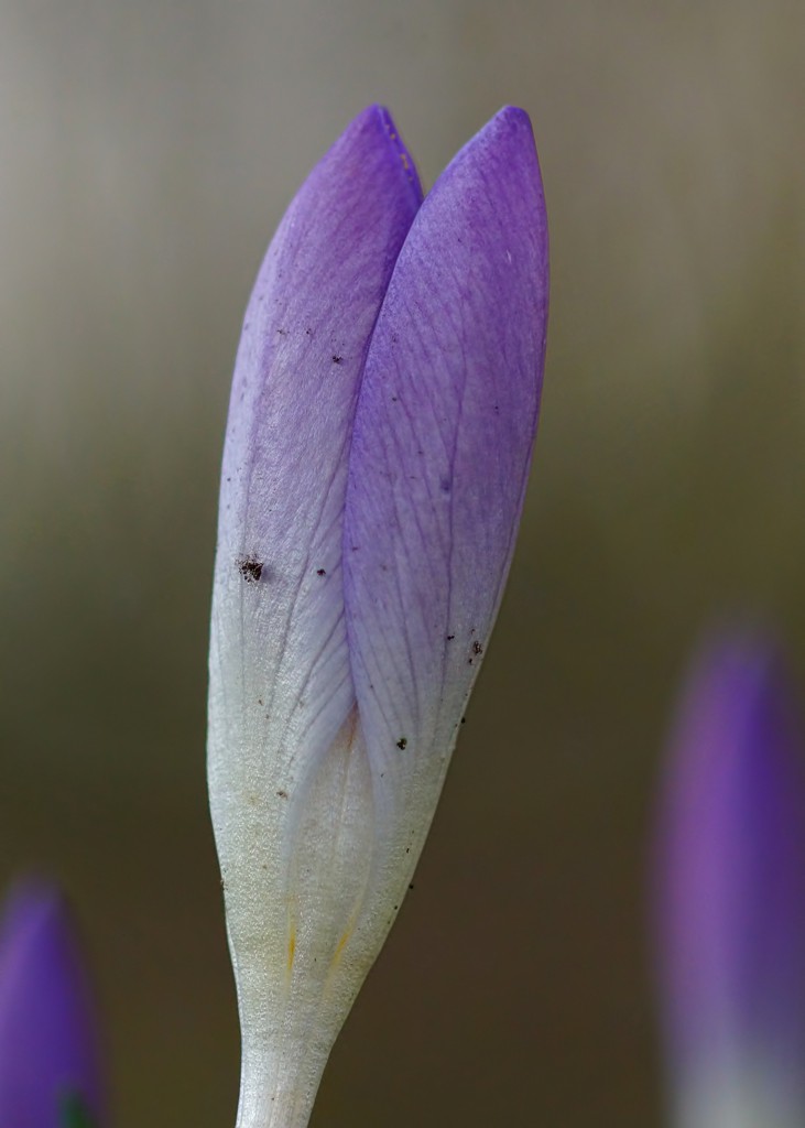 CRoCuS