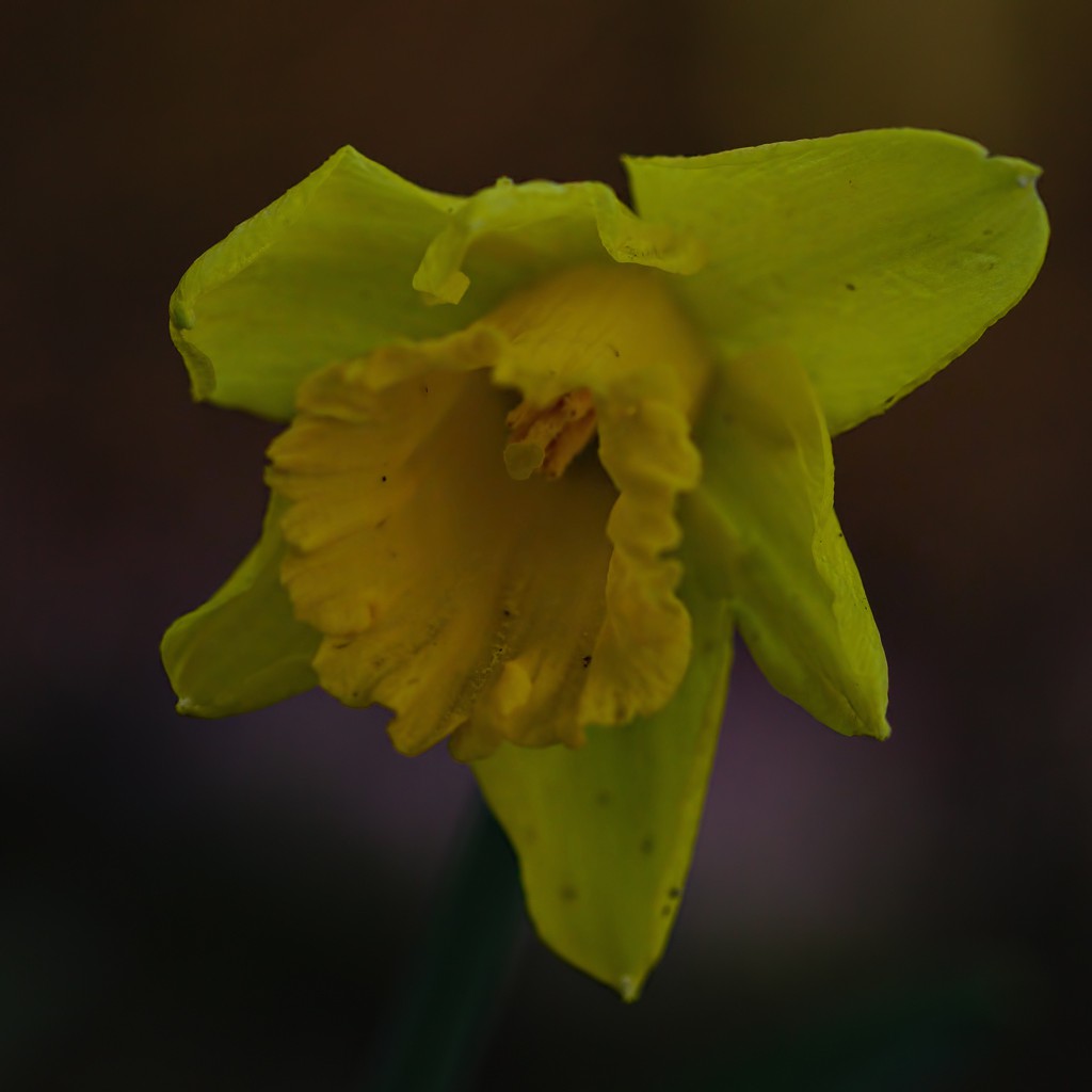 NaRCiSSuS