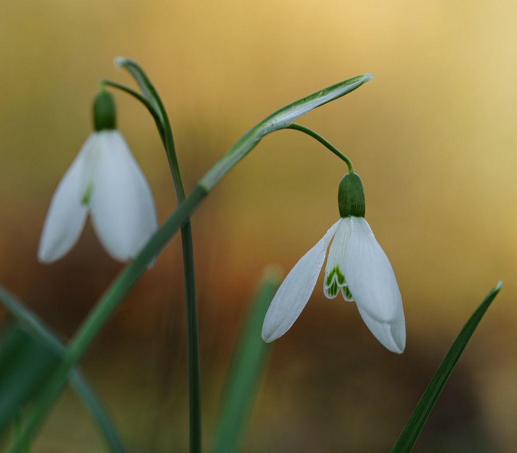 SNoWDRoP TiNGLiNG LiNG