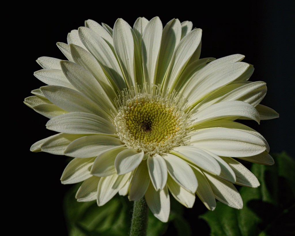 GeRBeRa