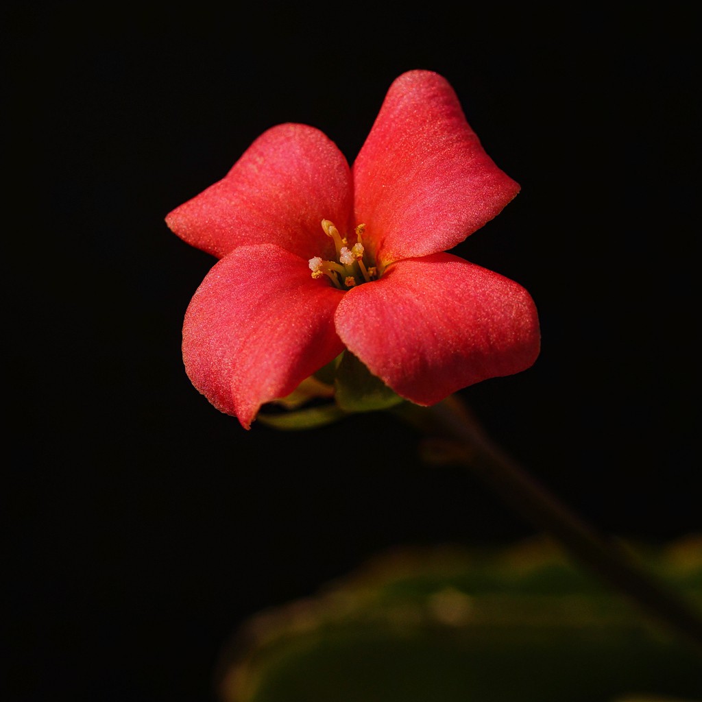 KaLaNCHoe ReD-signed