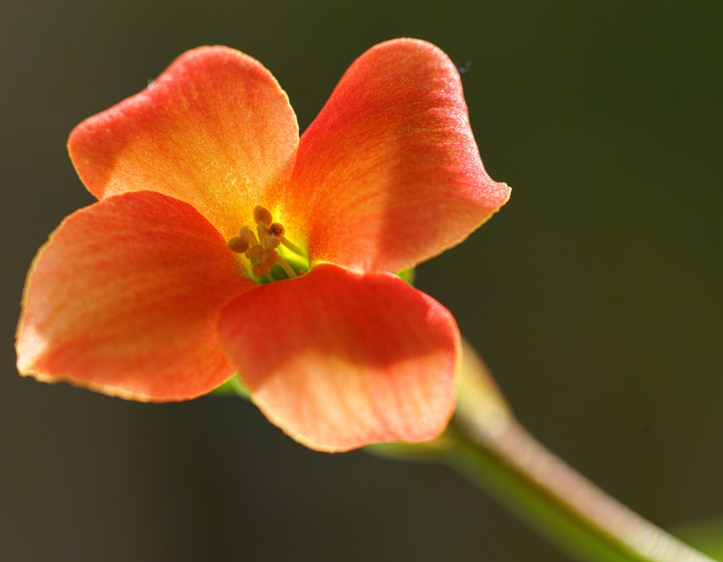 KaLaNCHoe-signed