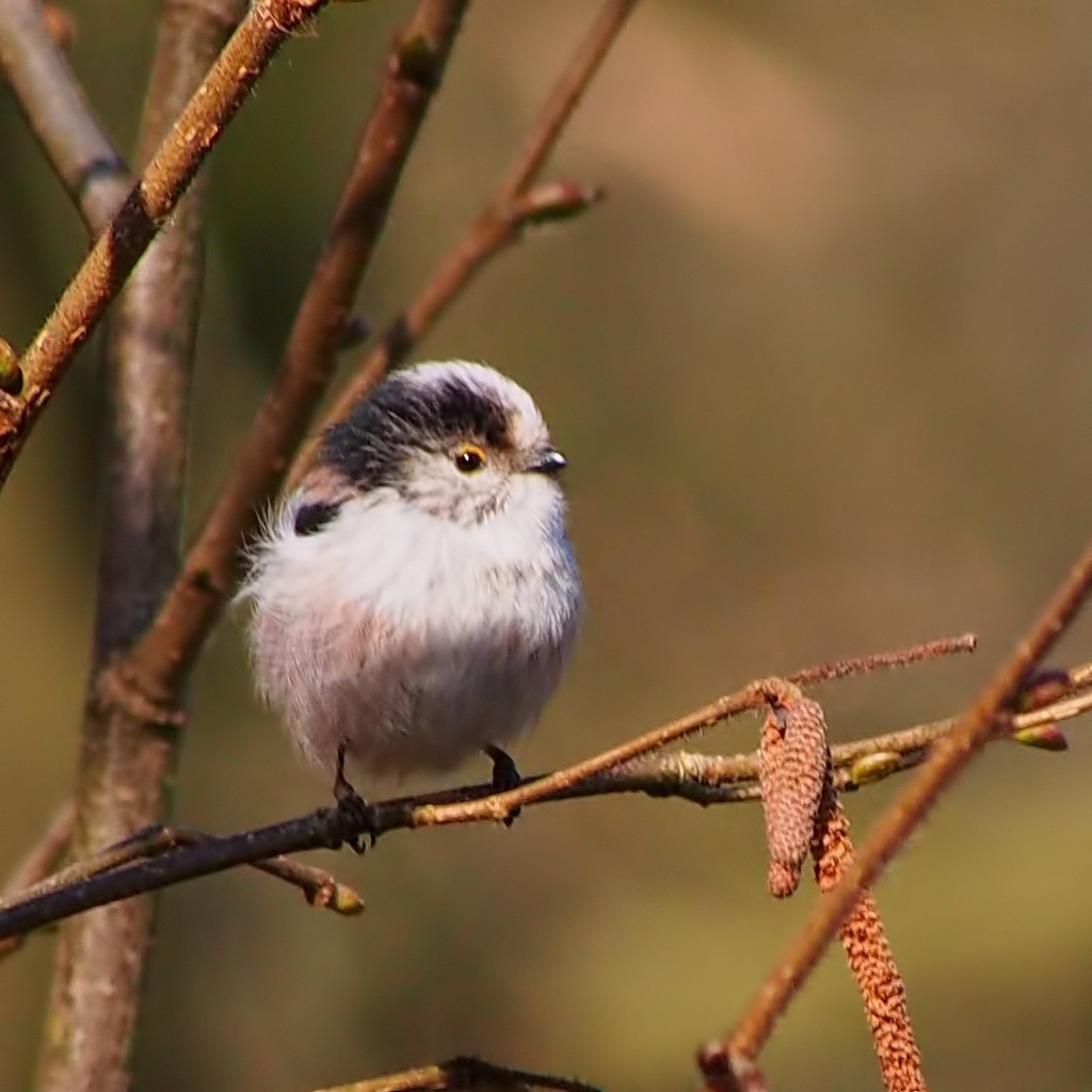 LoNG-TaiLeD-TiT