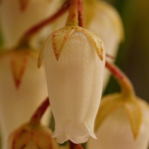 PieRiS JaPoNiCa