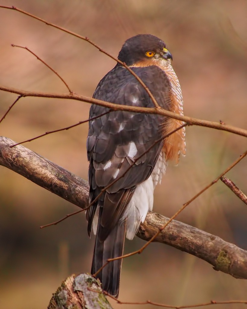 SPaRRoW-HaWK