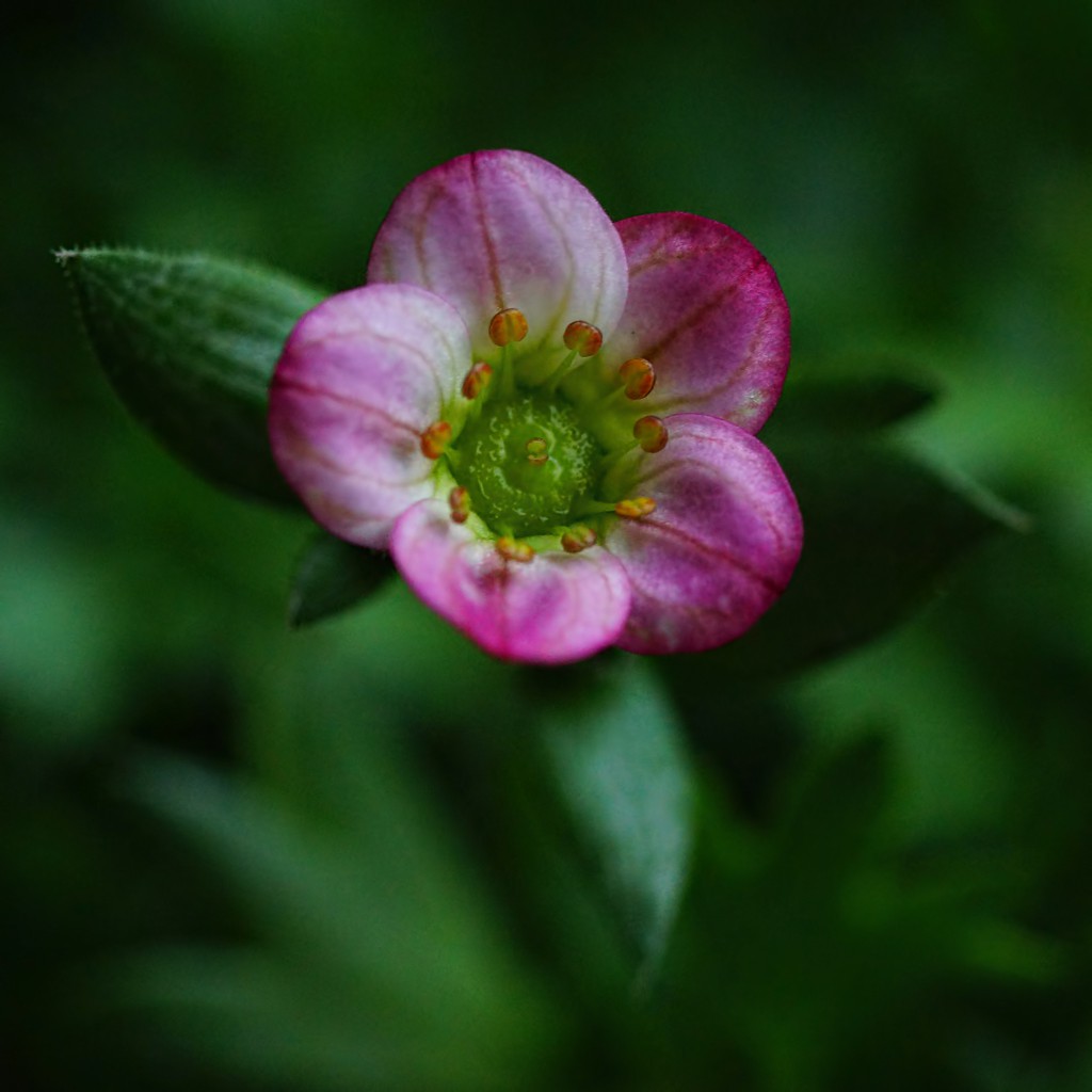 SaXiFRaGa