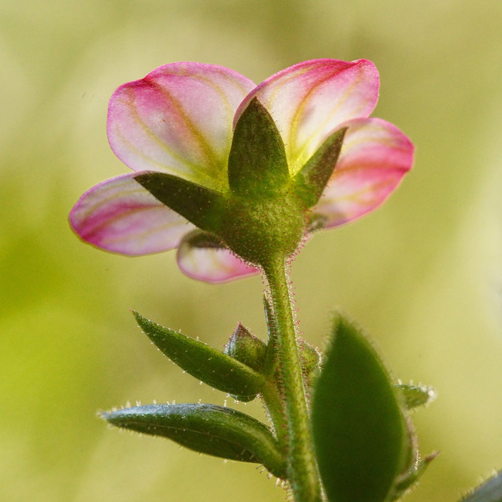 SaXiFRaGa