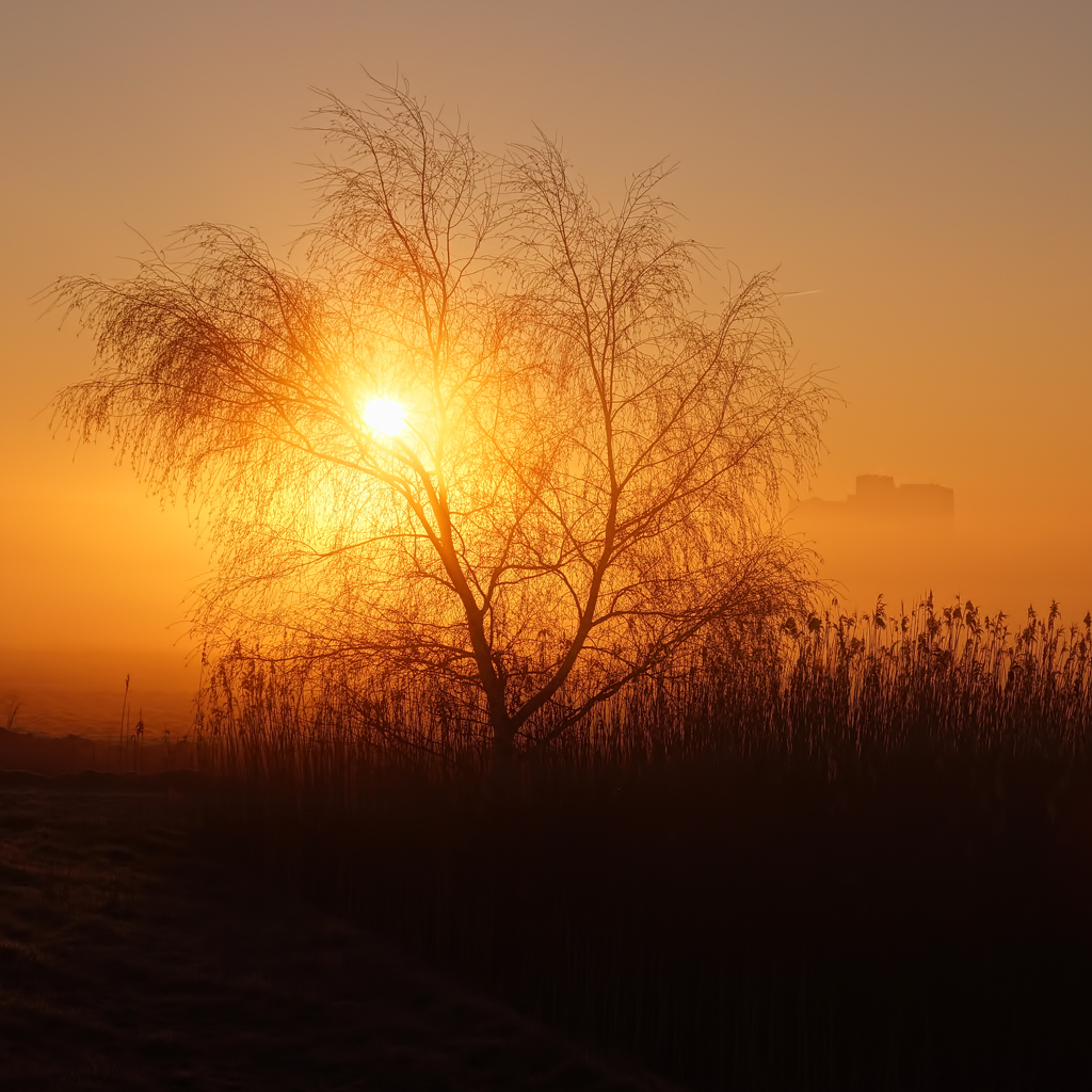 Tree FoG SuN