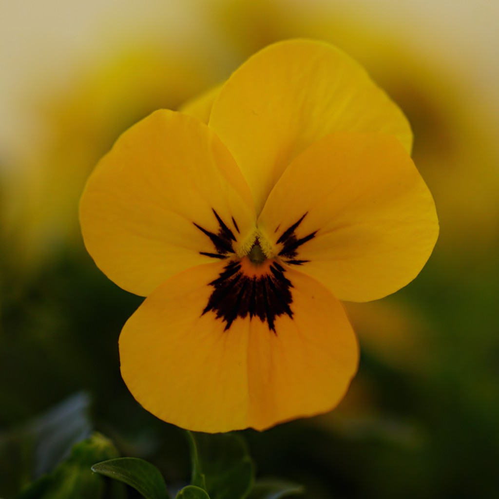 VioLa LuTea