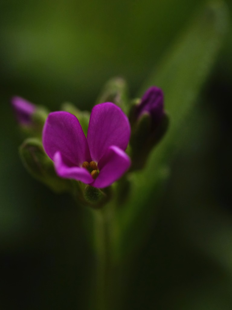 aRaBiS