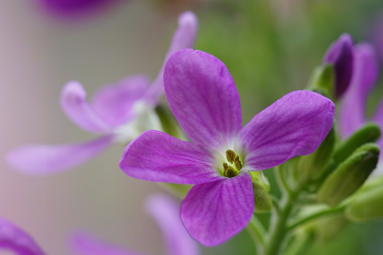 aRaBiS