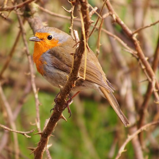 RoBiN