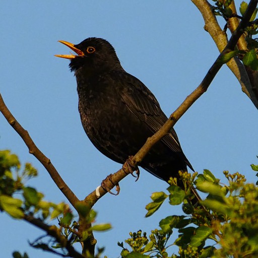 BLaCKBiRD