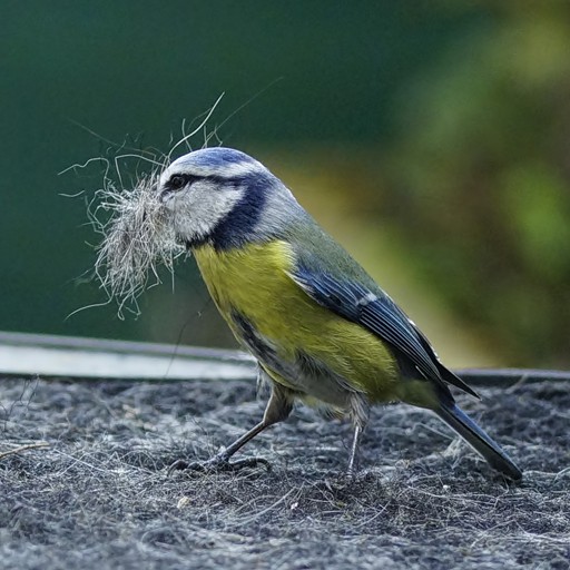 BLue TiT