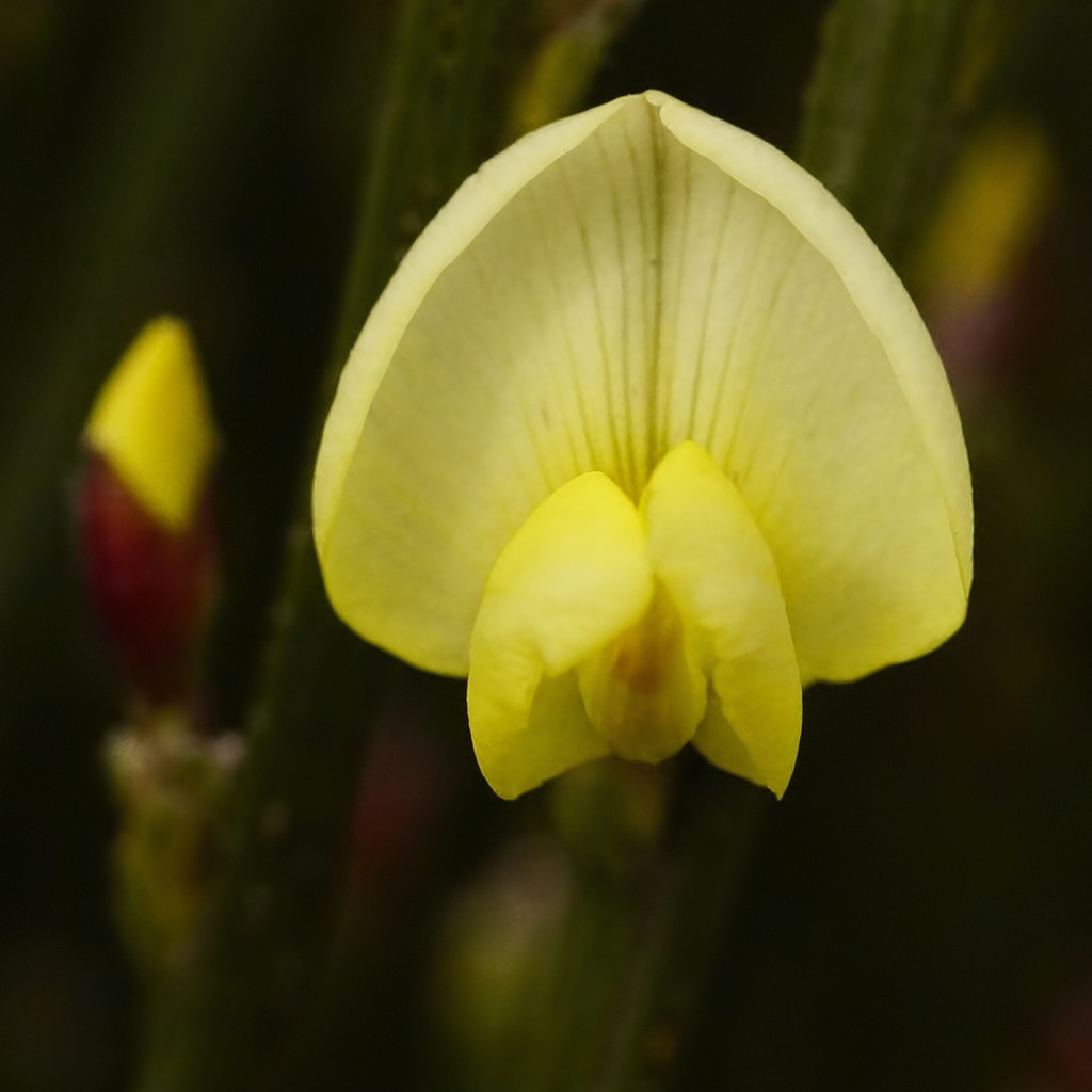 CoMMoN BRooM