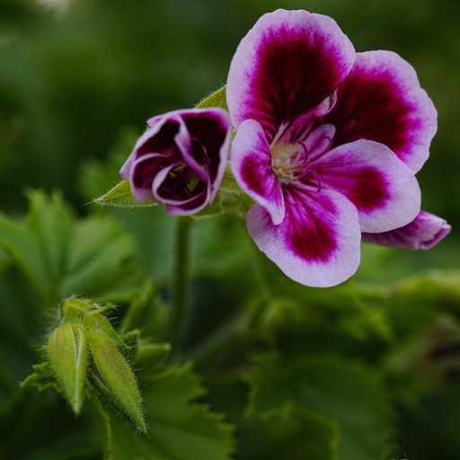 GeRaNiuM