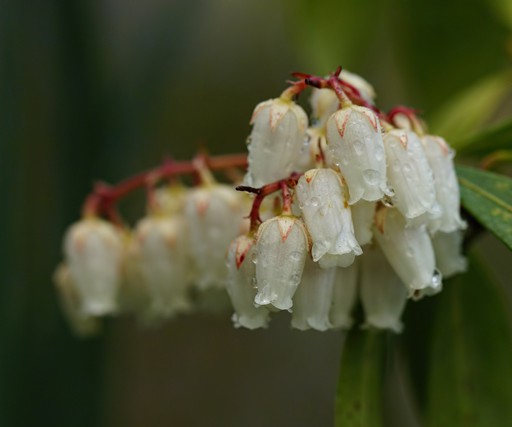 PieRiS JaPoNiCa 