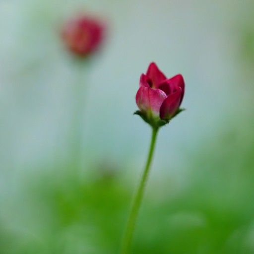 SaXiFRaGa