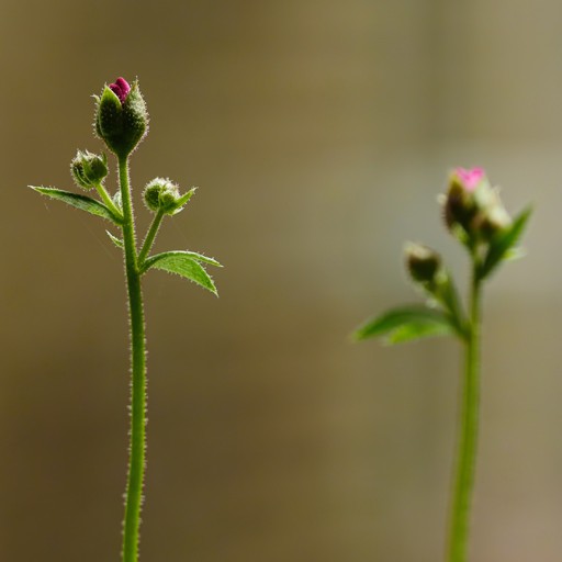 SaXiFRaGa