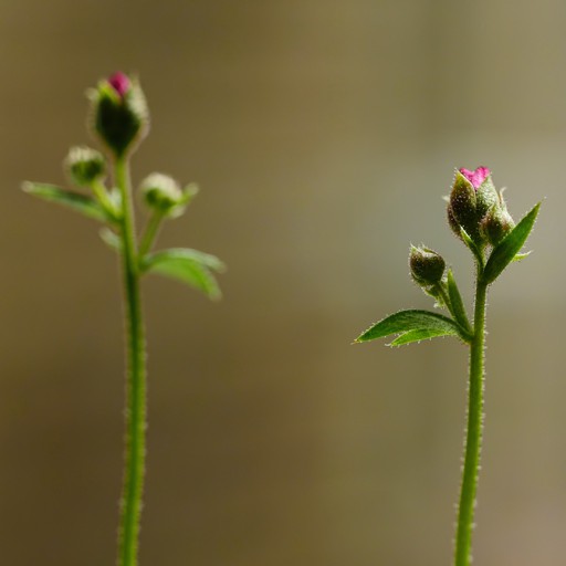 SaXiFRaGa