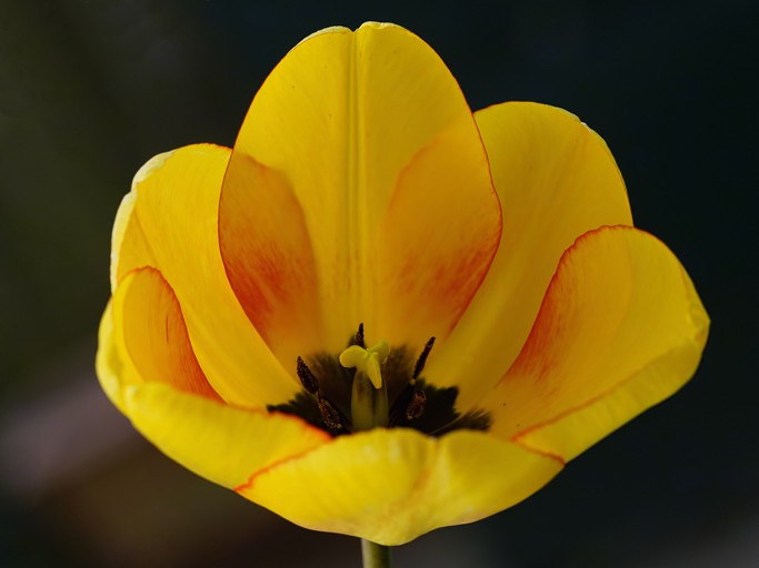 TuLiP