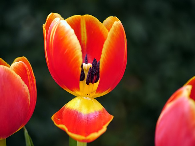 TuLiP