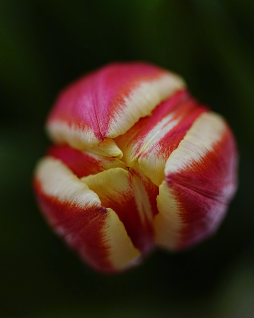 TuLiP