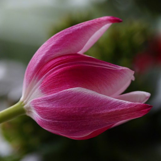 TuLiP