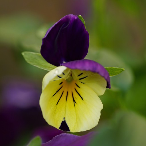 VioLa LuTea