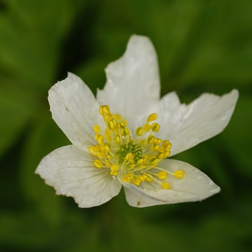 WooD aNeMoNe