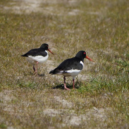 oySTeR CaTCHeR