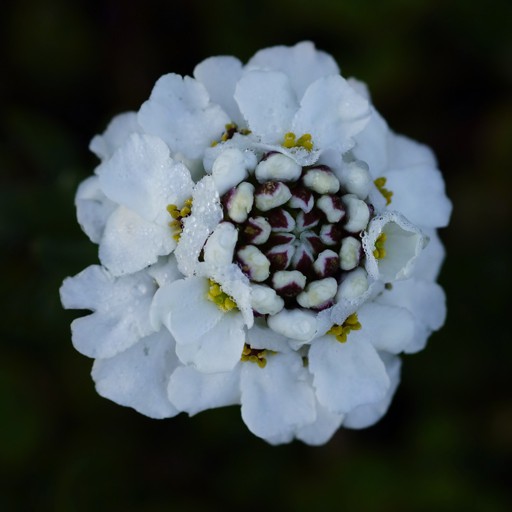 CaNDyTuF