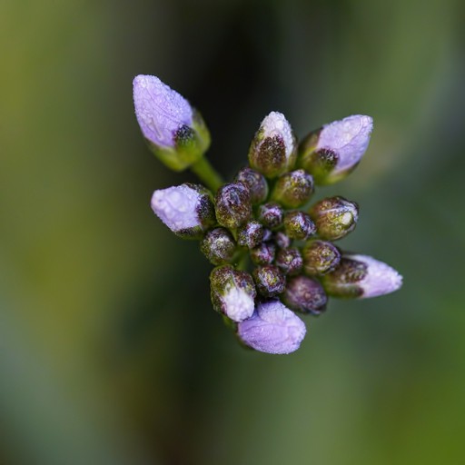 CuCKoo-FLoWeR