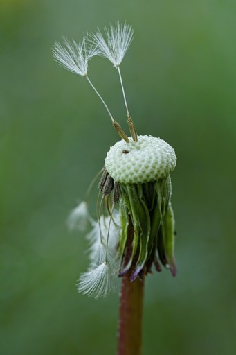 DaNDeLioN