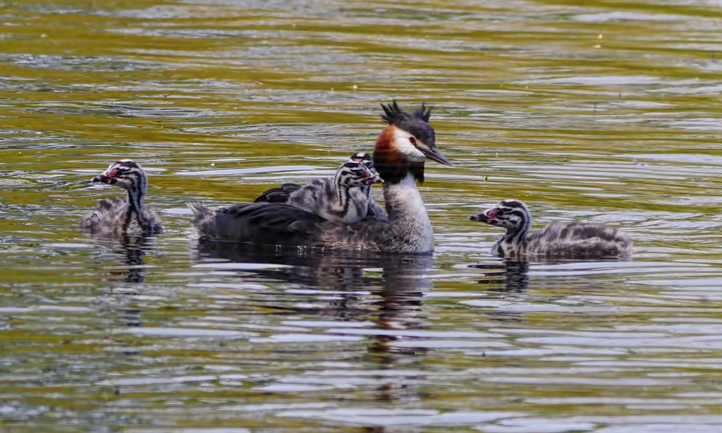 GReBe