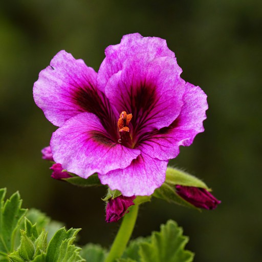 GeRaNiuM