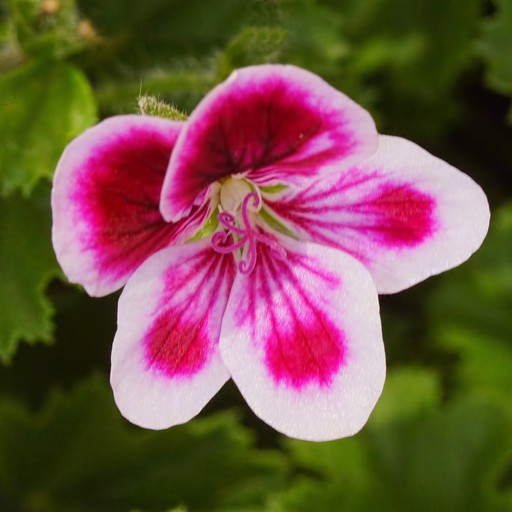 GeRaNiuM