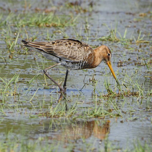 GoDWiT