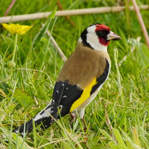 GoLDFiNCH