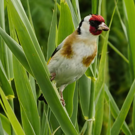 GoLDFiNCH