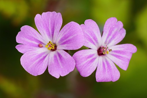 HeRB RoBeRT