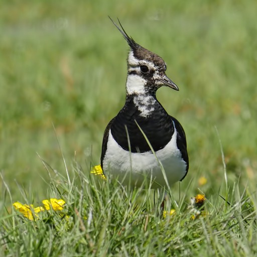 LaPWiNG